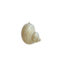 Shell Charm